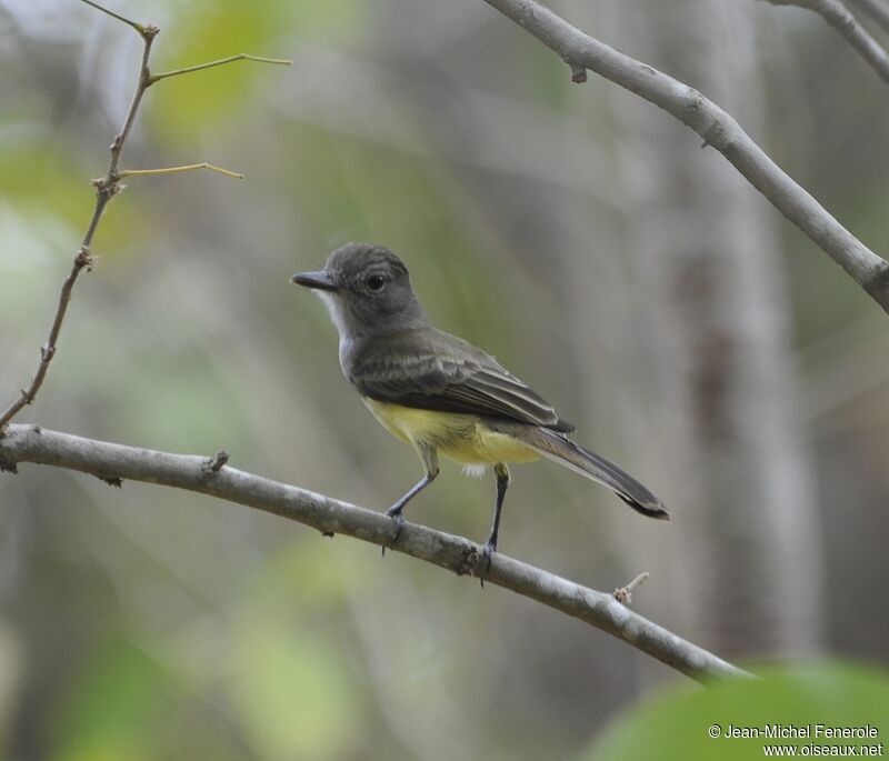 Panama Flycatcher