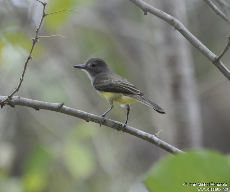 Panama Flycatcher