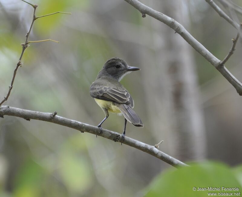 Panama Flycatcher