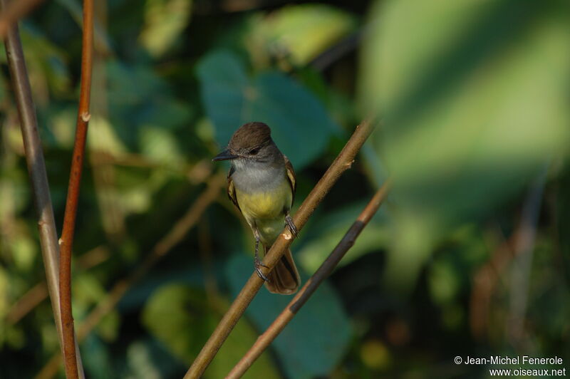 Short-crested Flycatcher