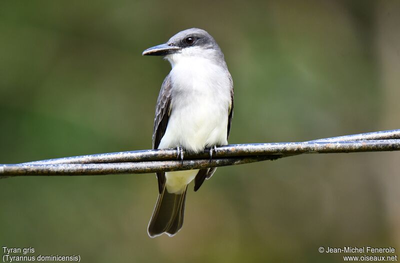 Grey Kingbird