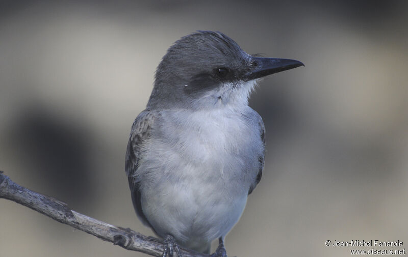 Grey Kingbird