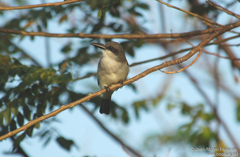 Grey Kingbirdadult