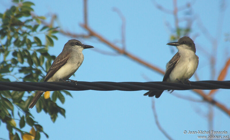 Grey Kingbird 