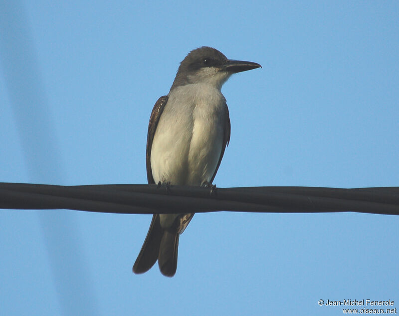 Grey Kingbird