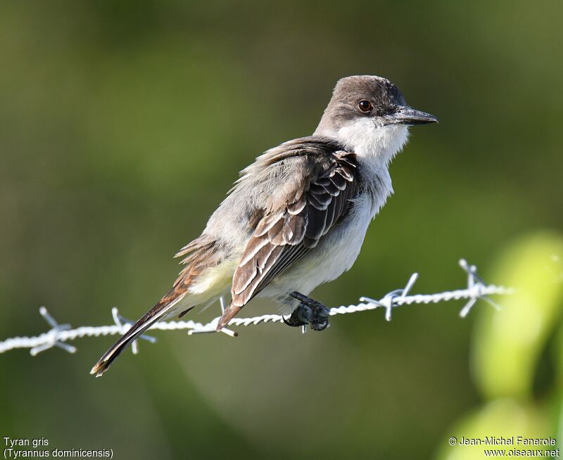 Grey Kingbird