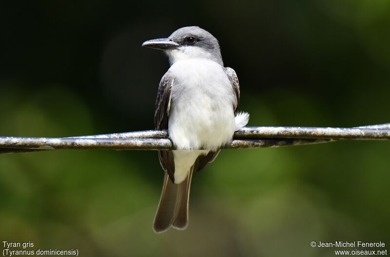 Grey Kingbird