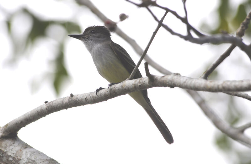 Stolid Flycatcher