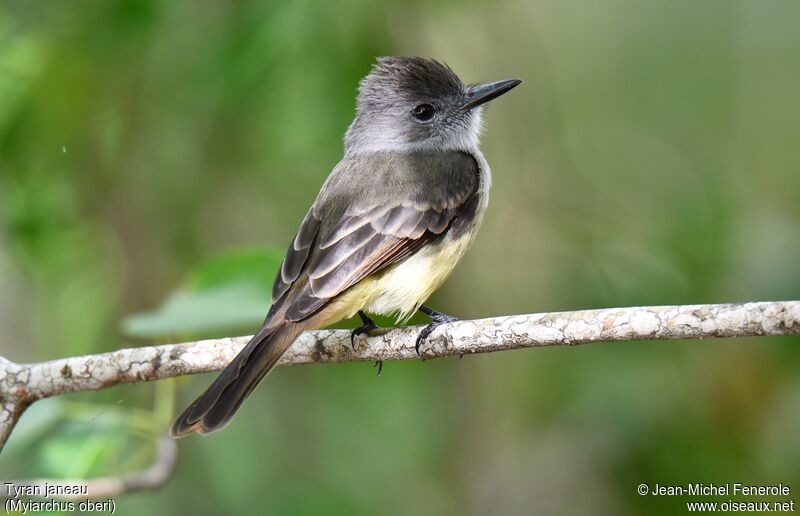 Lesser Antillean Flycatcher