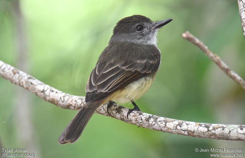 Lesser Antillean Flycatcher