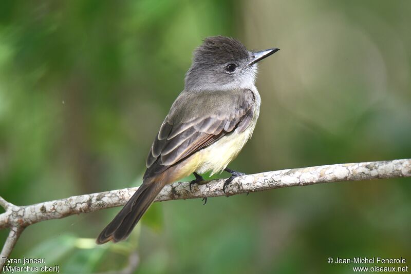 Lesser Antillean Flycatcher