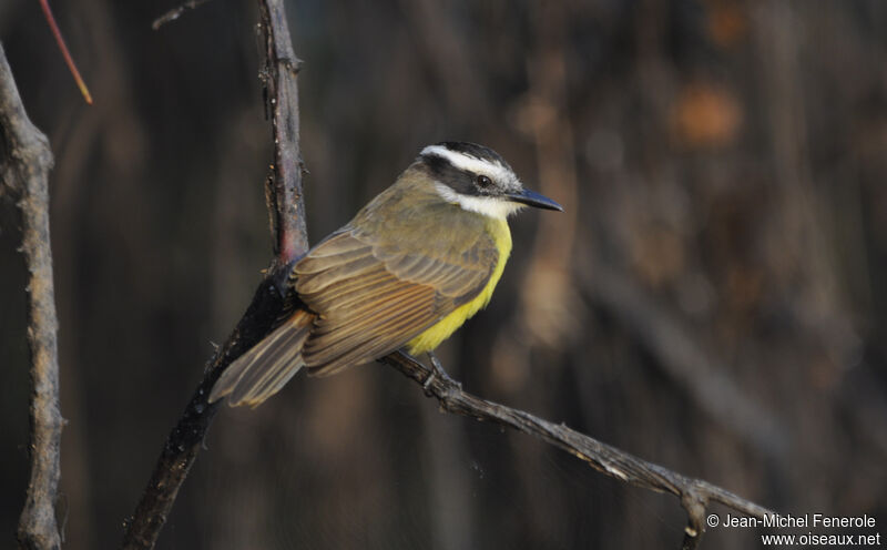 Lesser Kiskadee