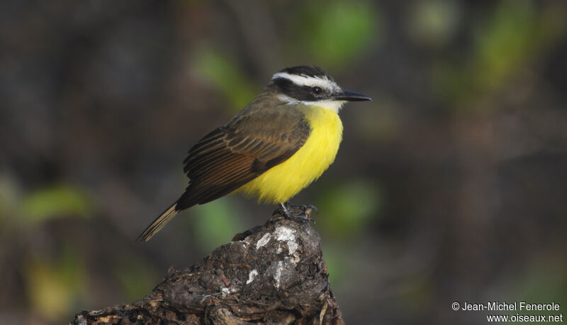 Lesser Kiskadee