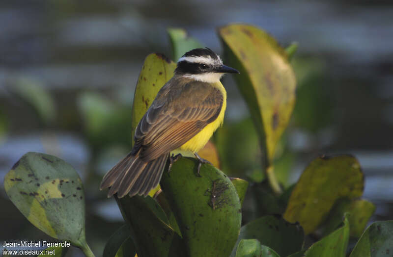 Lesser Kiskadeeadult, identification