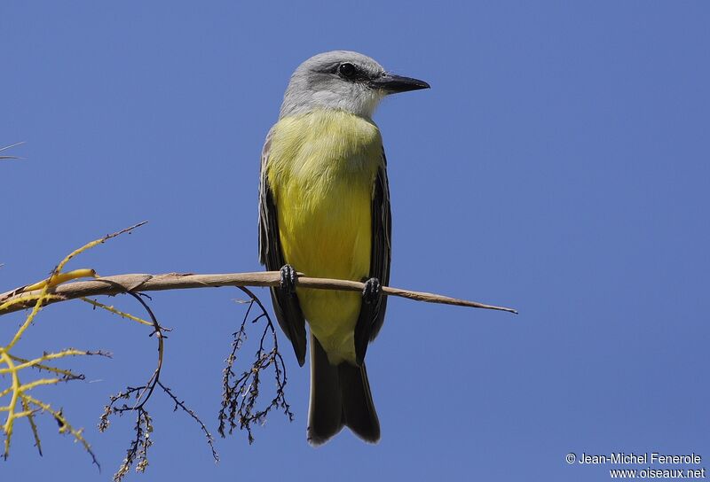 Tropical Kingbird