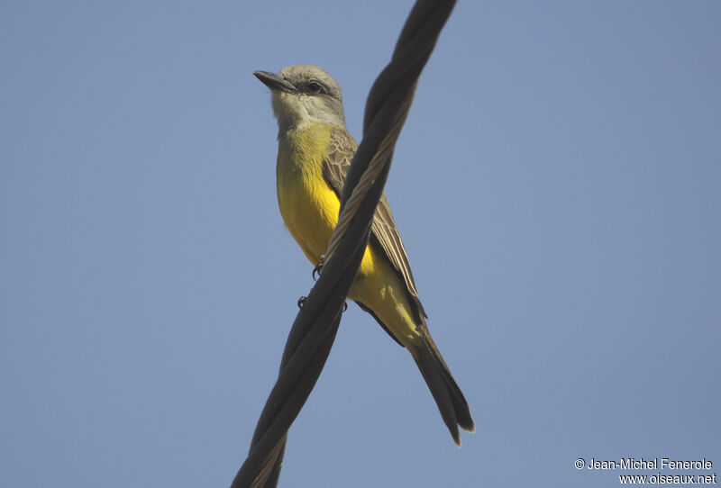 Tropical Kingbird