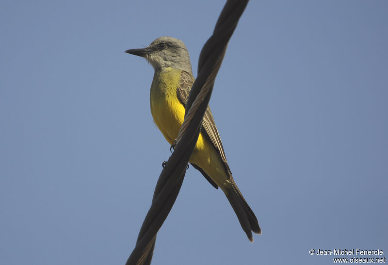 Tropical Kingbird