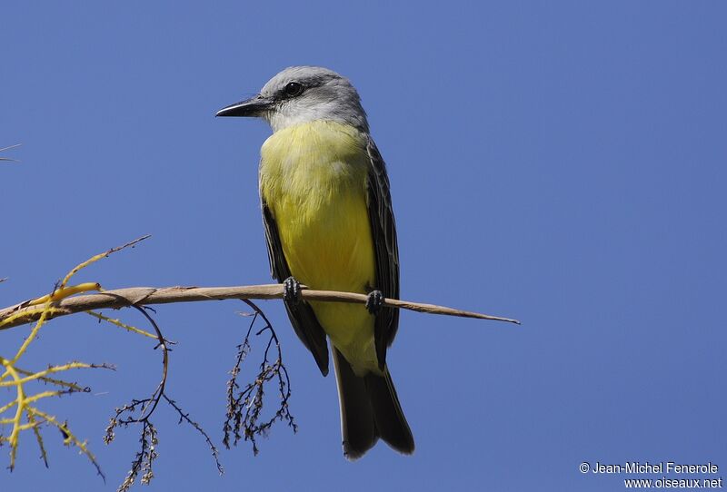 Tropical Kingbird