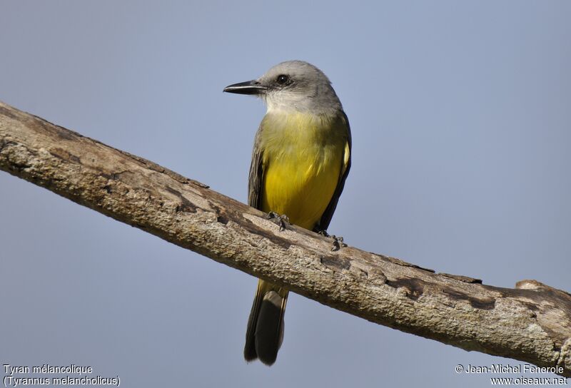 Tropical Kingbird