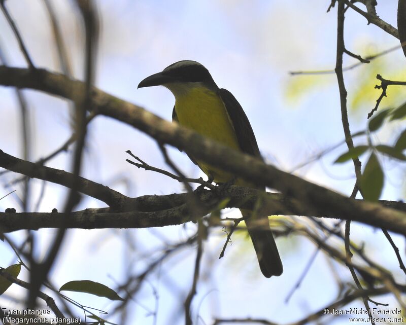 Boat-billed Flycatcher