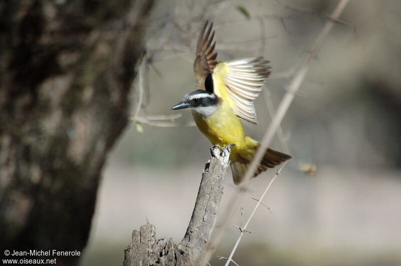 Great Kiskadee