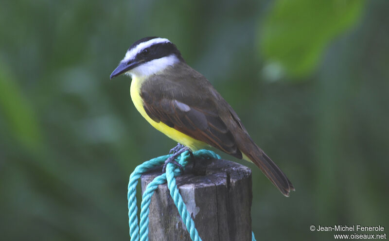 Great Kiskadee