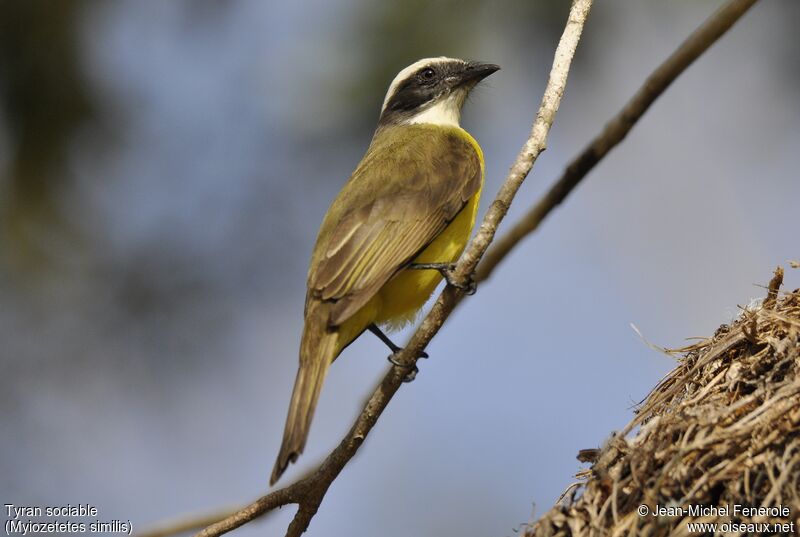 Social Flycatcher