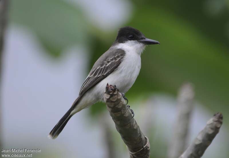 Loggerhead Kingbird