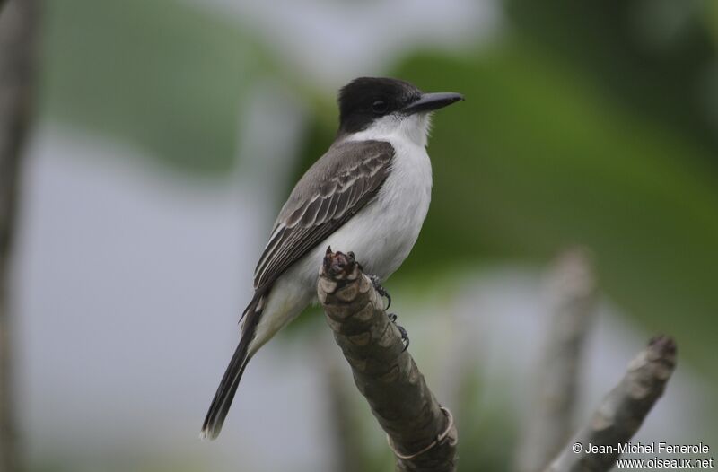 Loggerhead Kingbird