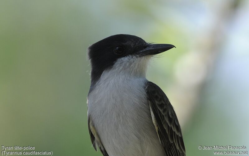 Loggerhead Kingbird