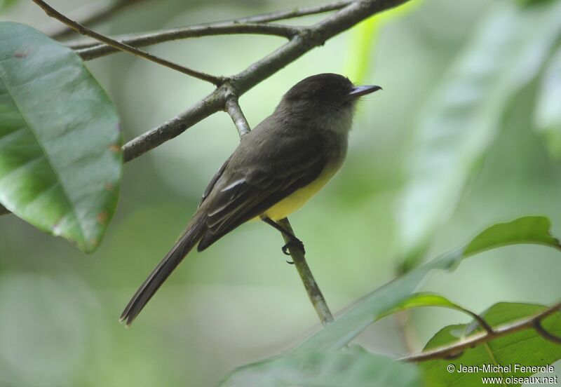 Sad Flycatcher