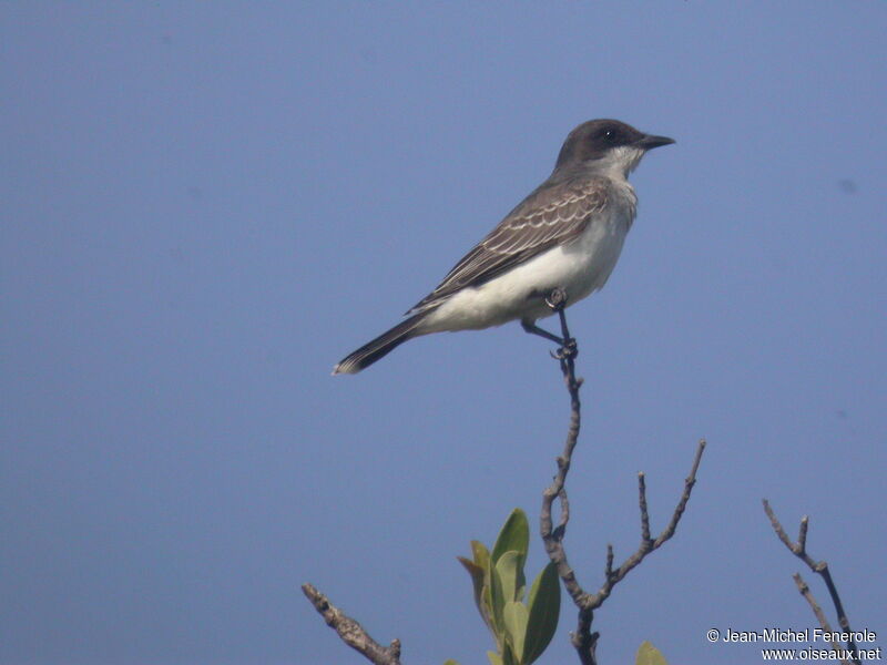 Eastern Kingbird