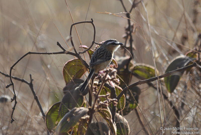 Sharp-tailed Grass Tyrant