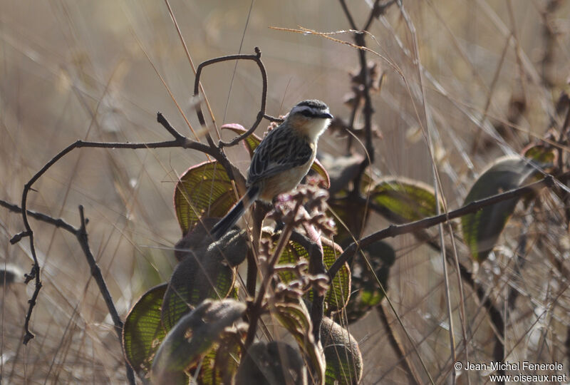 Sharp-tailed Grass Tyrant