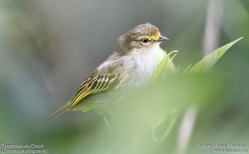 Choco Tyrannulet