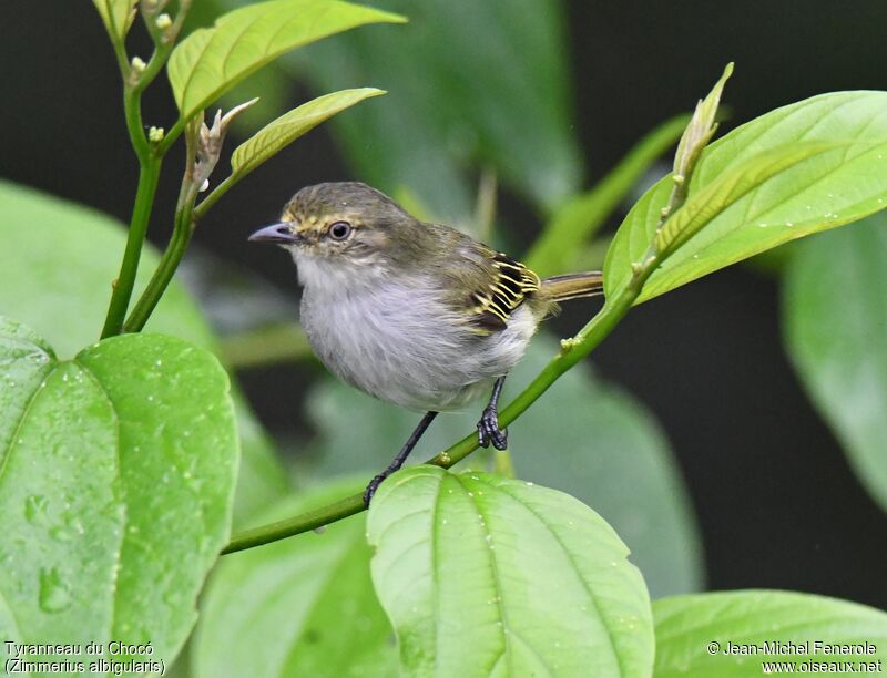 Choco Tyrannulet