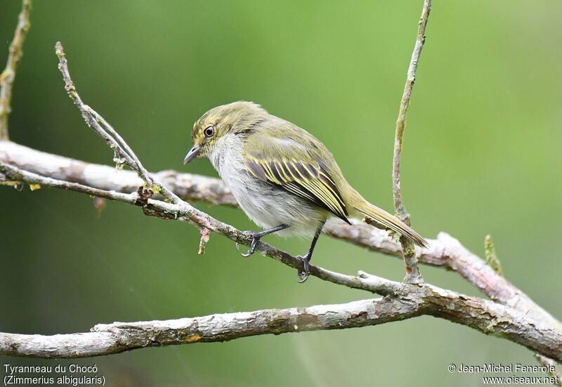 Choco Tyrannulet