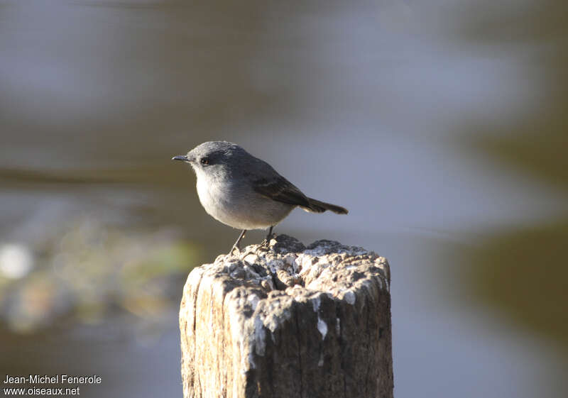 Sooty Tyrannulet, identification