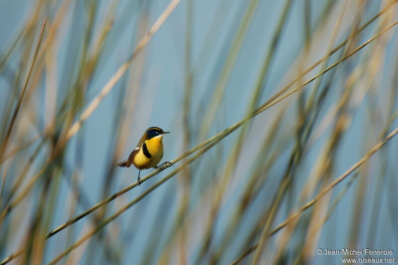 Many-colored Rush Tyrantadult