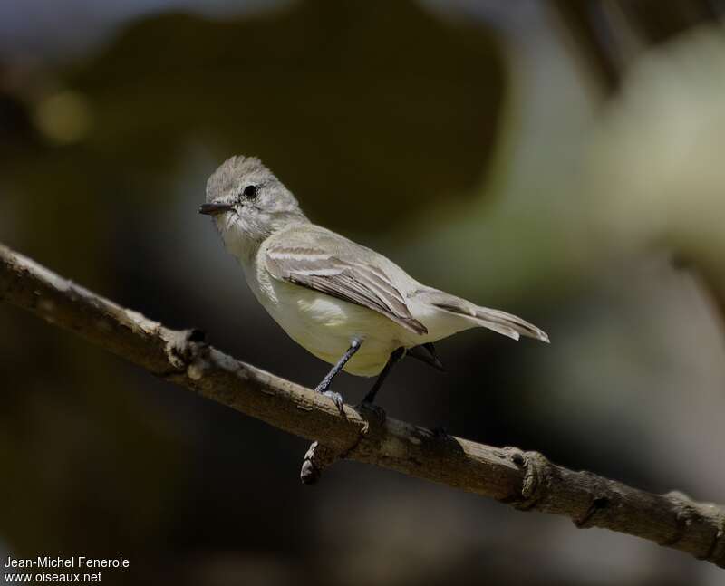 Tyranneau passegrisadulte, identification