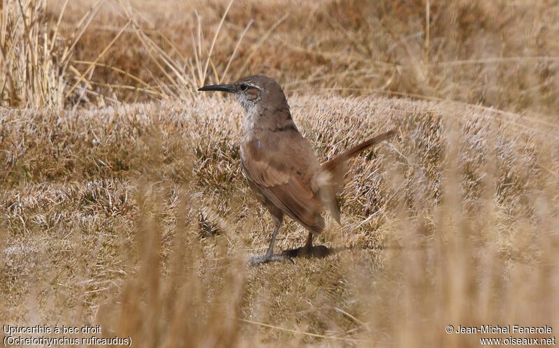 Straight-billed Earthcreeper