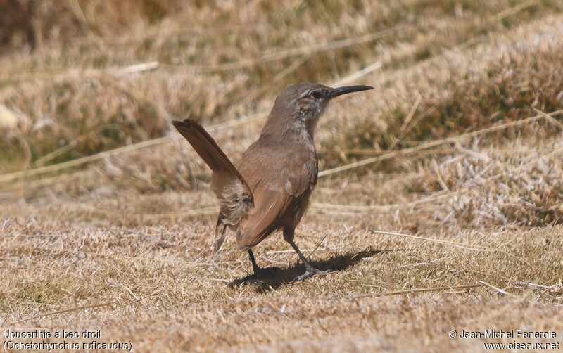 Straight-billed Earthcreeper