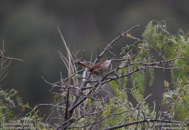 Bolivian Earthcreeper