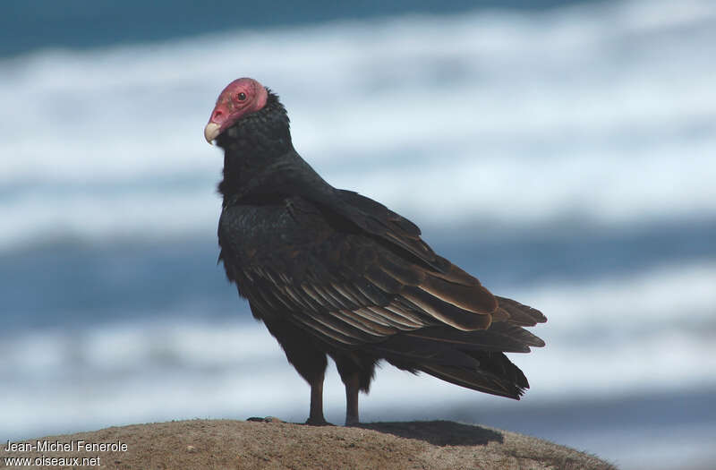 Turkey Vultureadult, identification