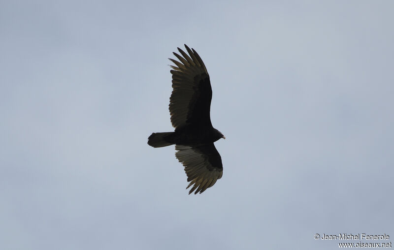 Turkey Vulture