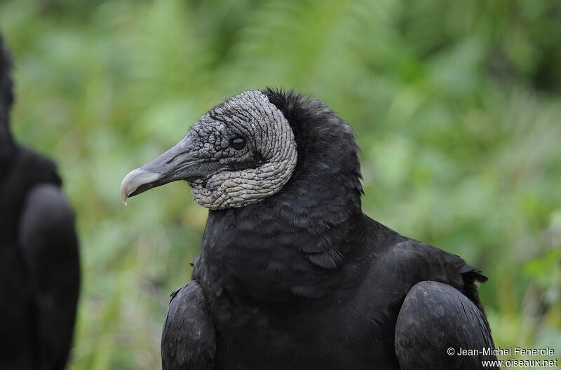 Black Vulture