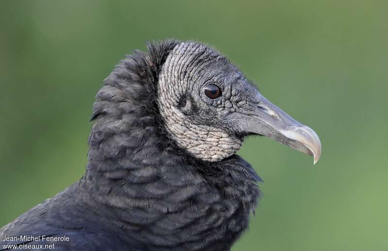 Black Vultureadult, close-up portrait, aspect