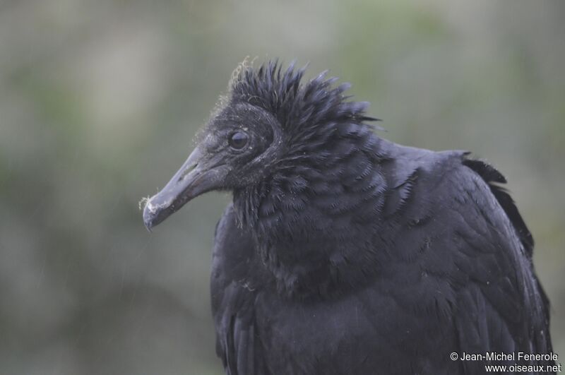 Black Vulture