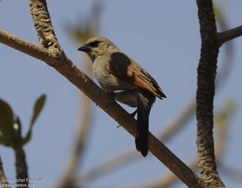 Greyish Baywingadult