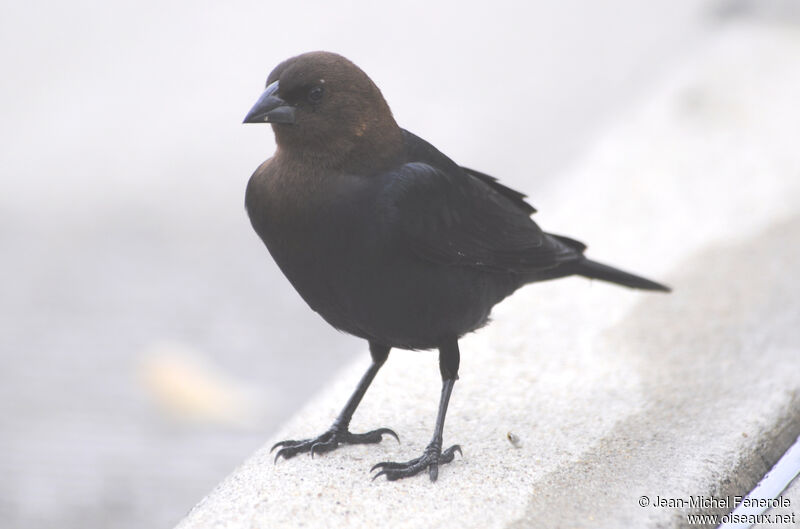 Brown-headed Cowbirdadult